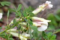 Cytisus polytrichus